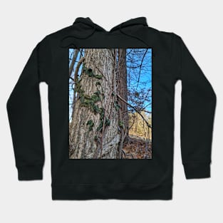Fairy Vines climbing up an old tree natural rustic photography Hoodie